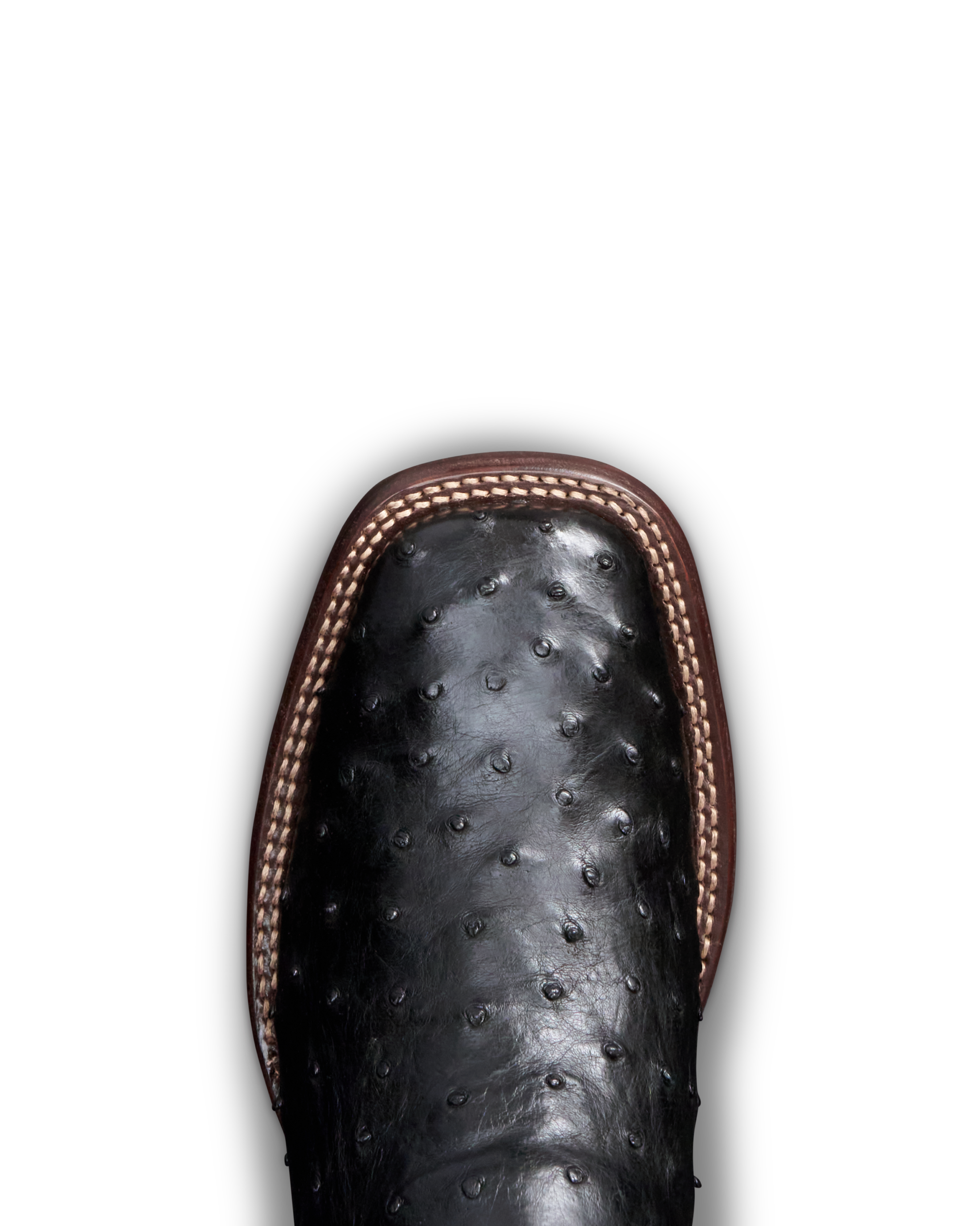 The Emmitt - Midnight Ostrich