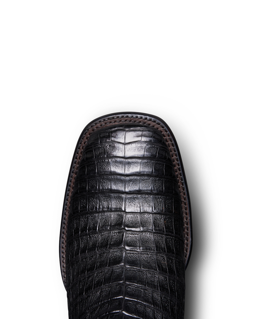 The William - Midnight Caiman