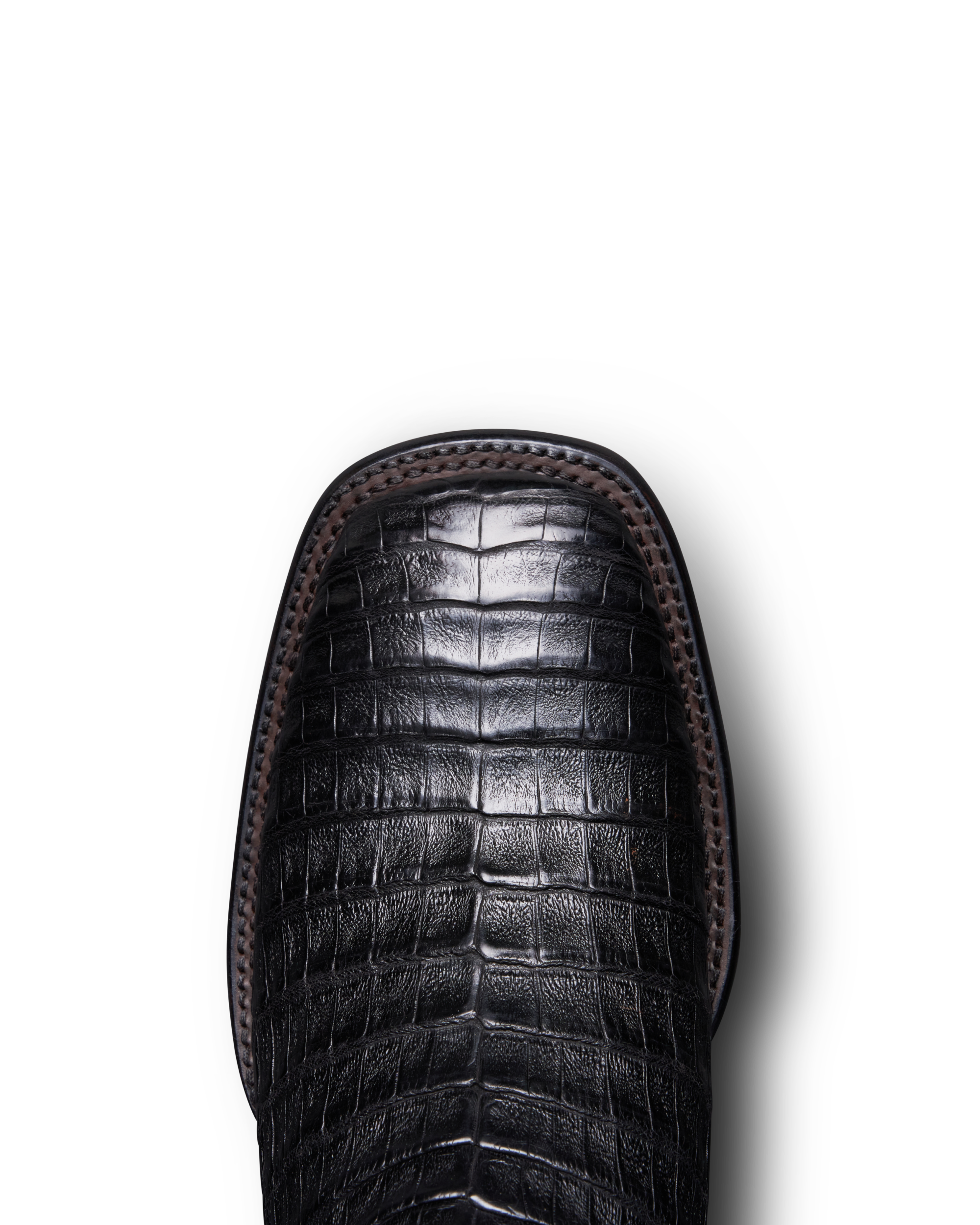 The William - Midnight Caiman